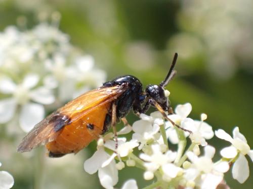 Arge cyanocrocea